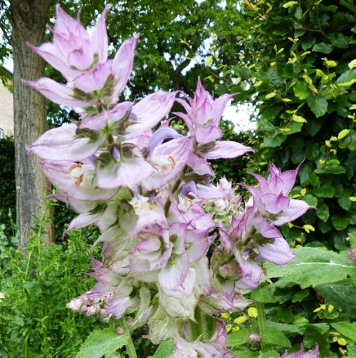 Clary Sage Pure And Natural Floral water  2